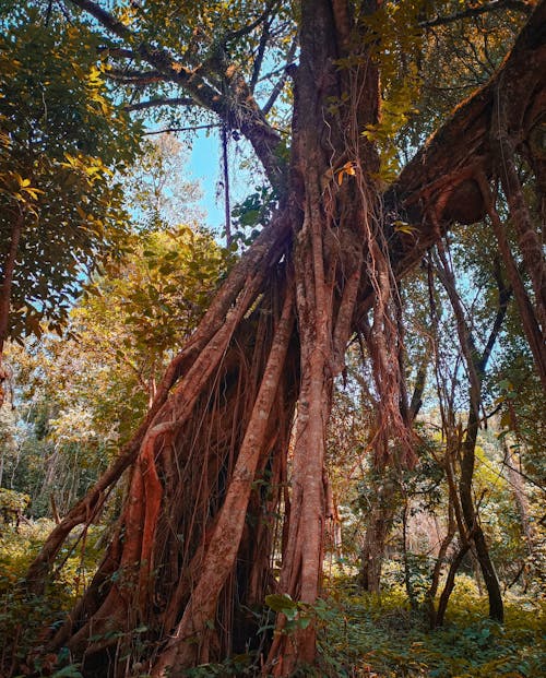 Foto profissional grátis de árvores de outono, árvores grandes, floresta de outono