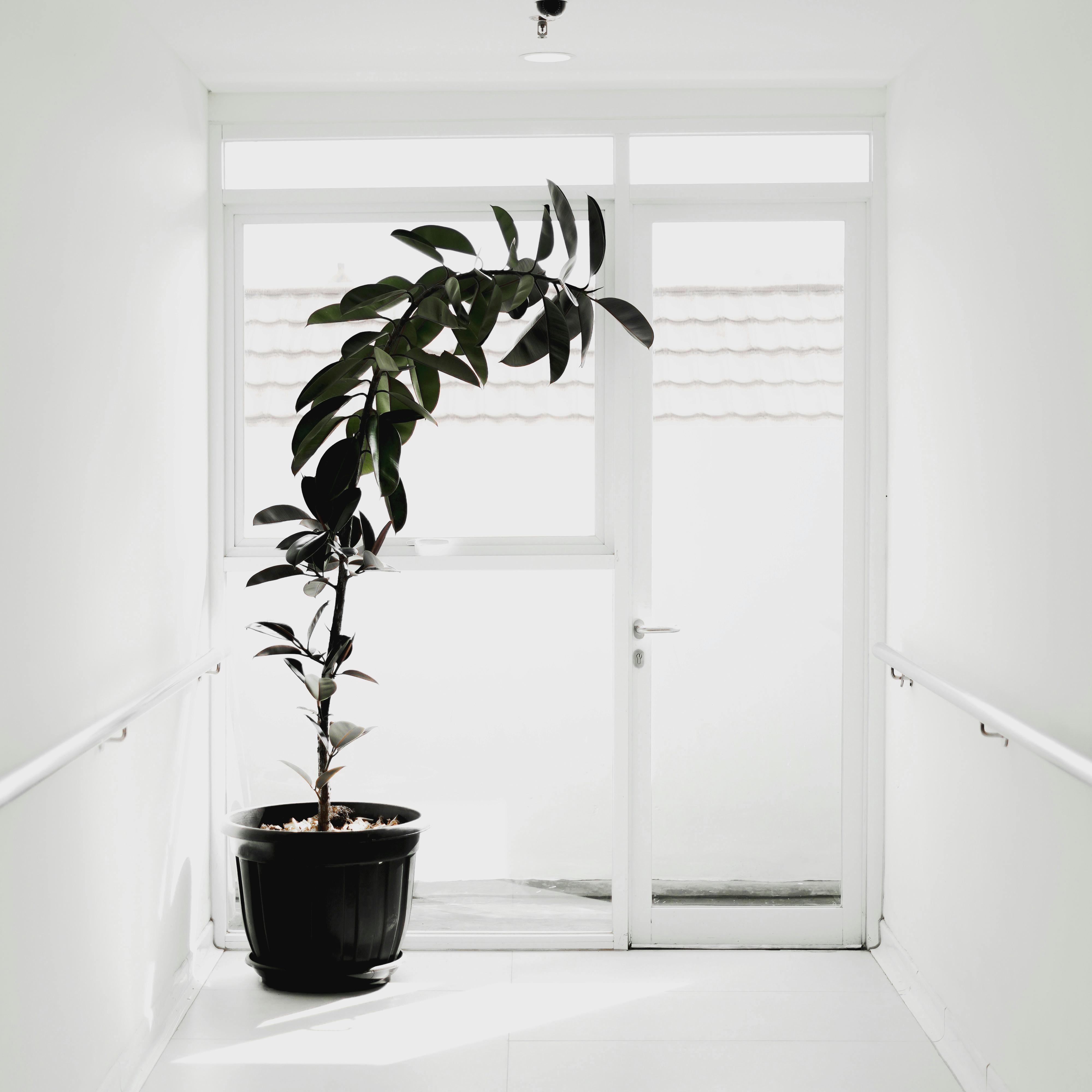 A minimalist indoor setup featuring a green plant in a black pot by a white door, creating a serene atmosphere.