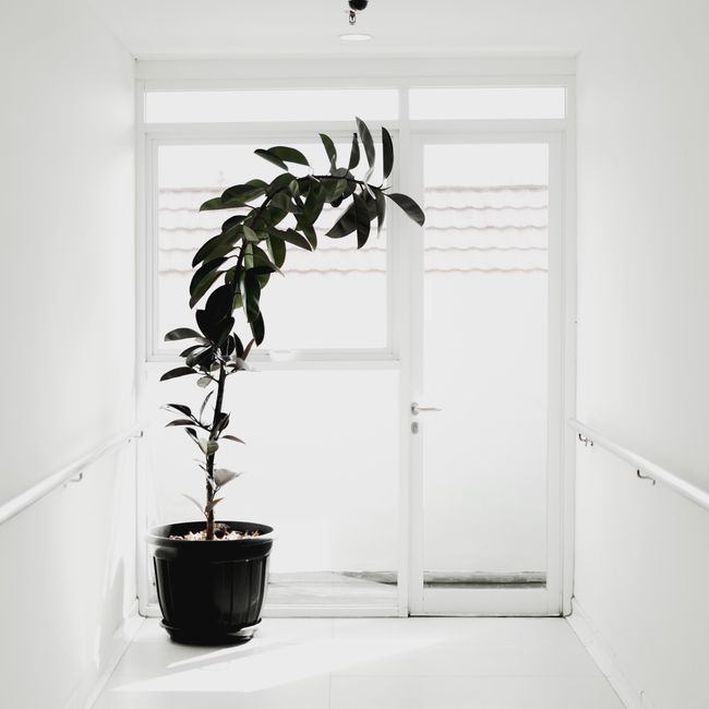 A minimalist indoor setup featuring a green plant in a black pot by a white door, creating a serene atmosphere.