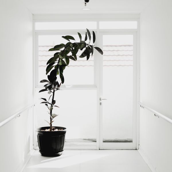 Potted tree beside a bright doorway, photo by Fahmi Garna on Pexels