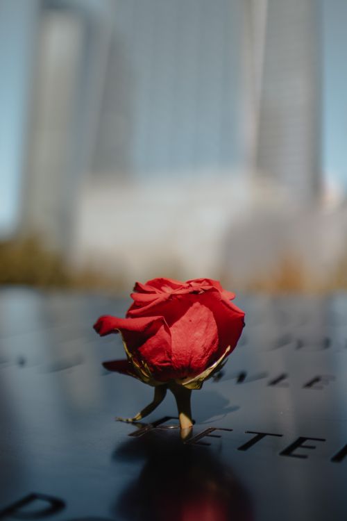 Free Close-up of a red rose resting on a memorial, with blurred skyscrapers in the background. Stock Photo