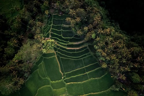 Free Rice Fields in Indonesia Stock Photo