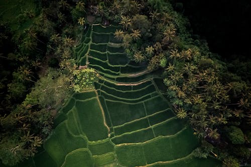 Reisfelder Von Ubud