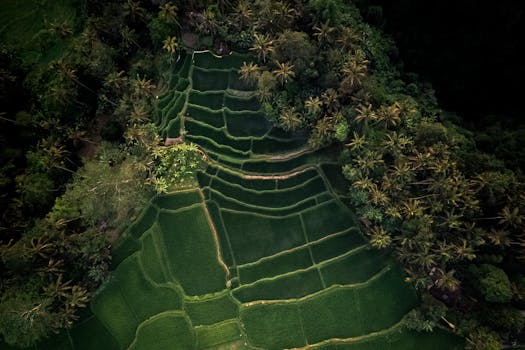Stunning aerial photograph of green rice terraces surrounded by dense forest in Bali, Indonesia.