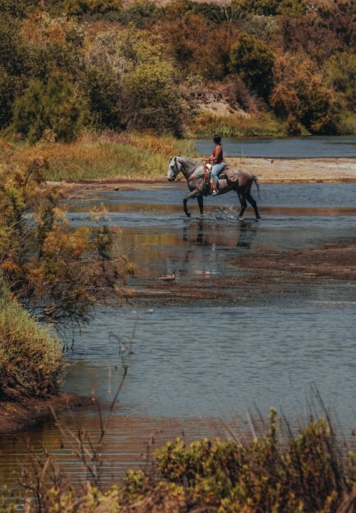 Free Person Horseback Riding in Water  Stock Photo