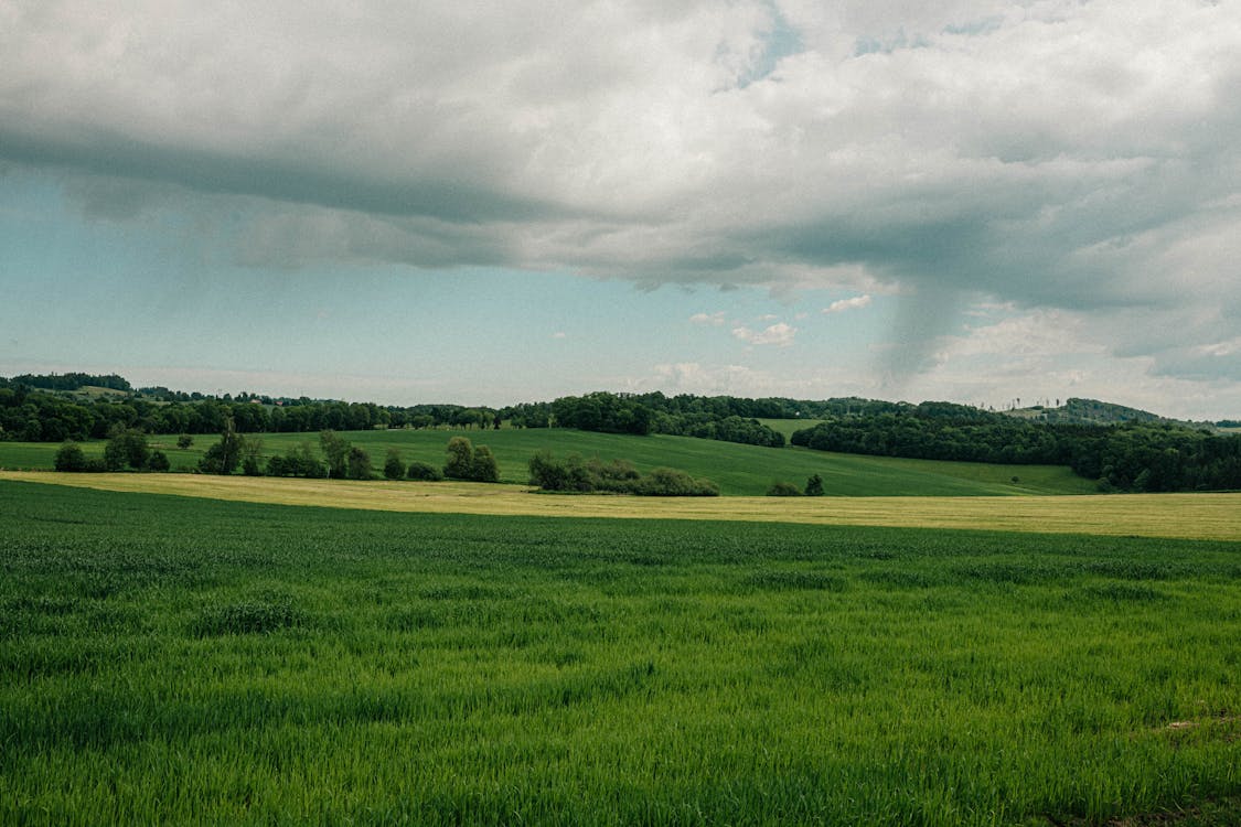 A Green Grassland Under White Clouds