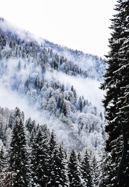 Free View of a Forest in Mountains Covered in Snow  Stock Photo