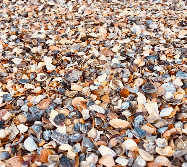 Seashell Photos, Download The BEST Free Seashell Stock Photos & HD Images