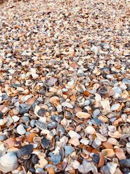 Close-up of seashells scattered across a beach in Constanța, Romania.