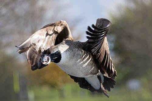 Close-up of a Flying Canada Goose