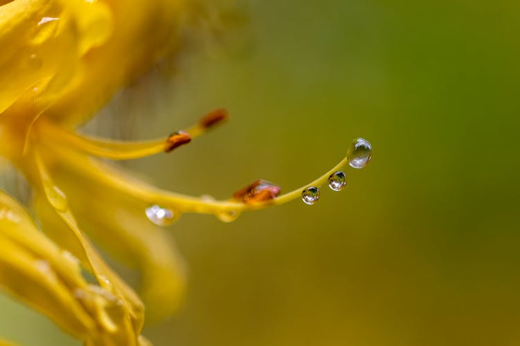 Macro Photography Of Droplets On Flower