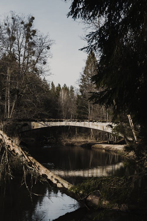 Kostnadsfri bild av bro, flod, träd