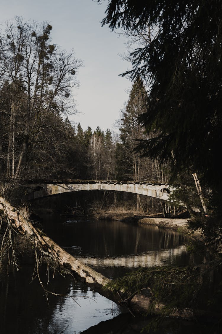 White Bridge Over River Surrounded By Trees