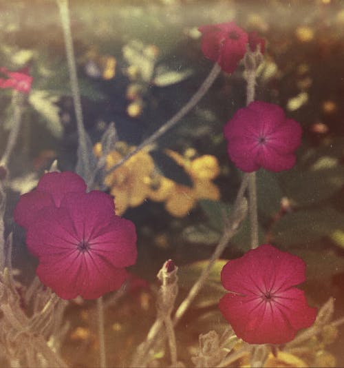Vintage Photo of Pink Flowers in Bloom