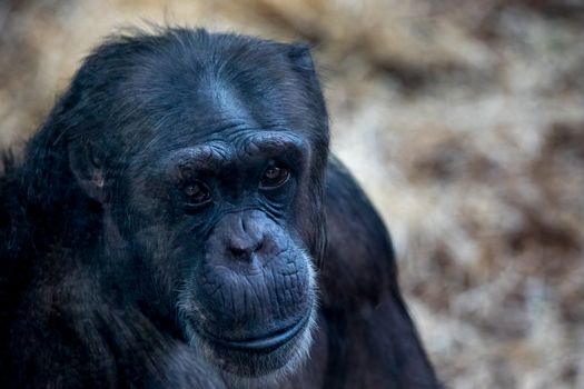 Close-up of a Chimpanzee