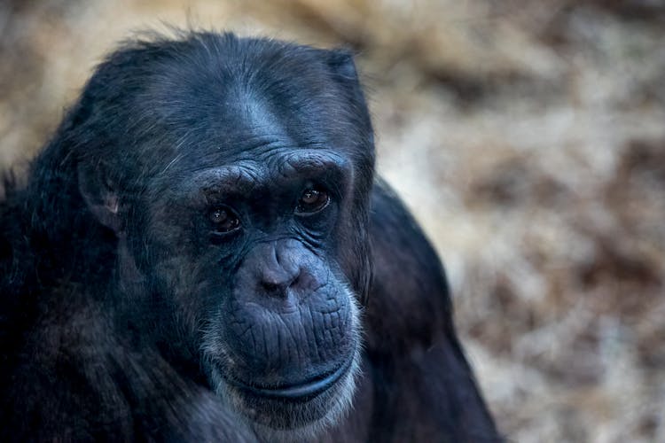 Chimpanzee Portrait