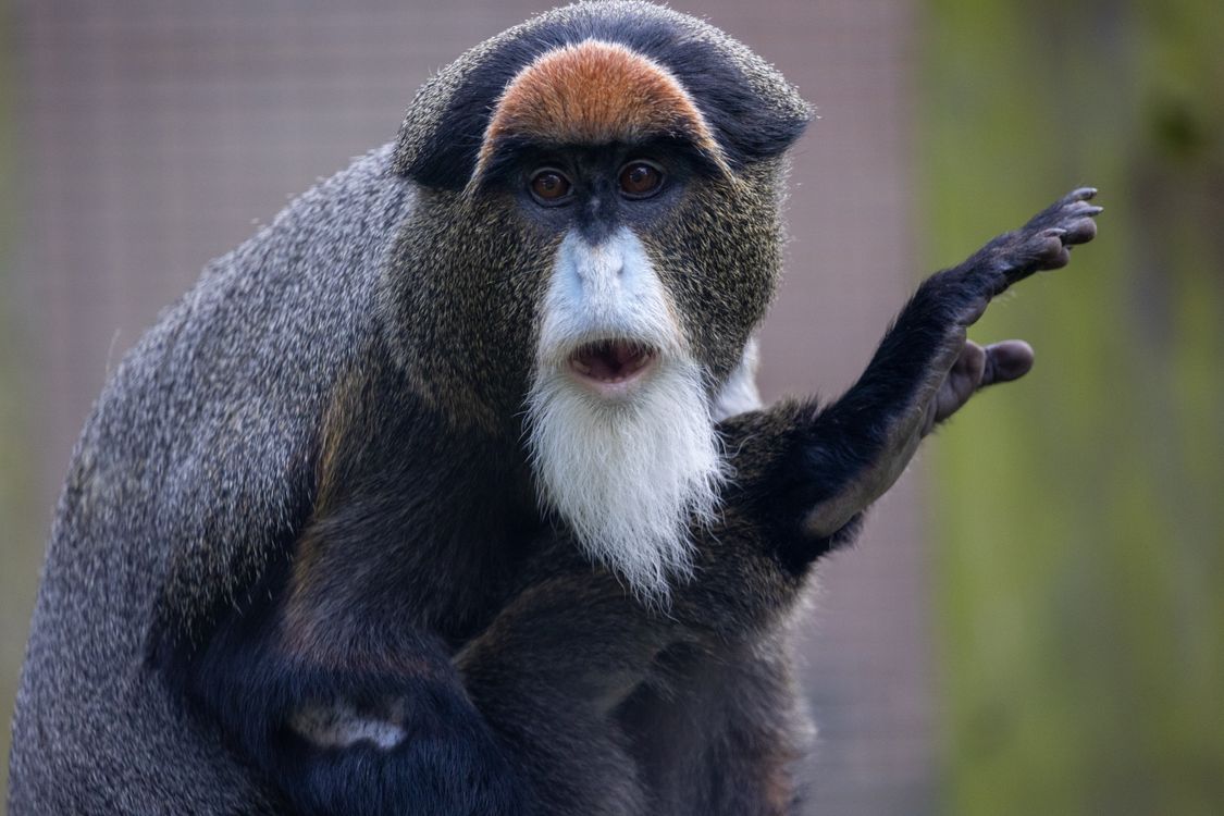 Brazza De Brazza’s Monkey · Free Stock Photo