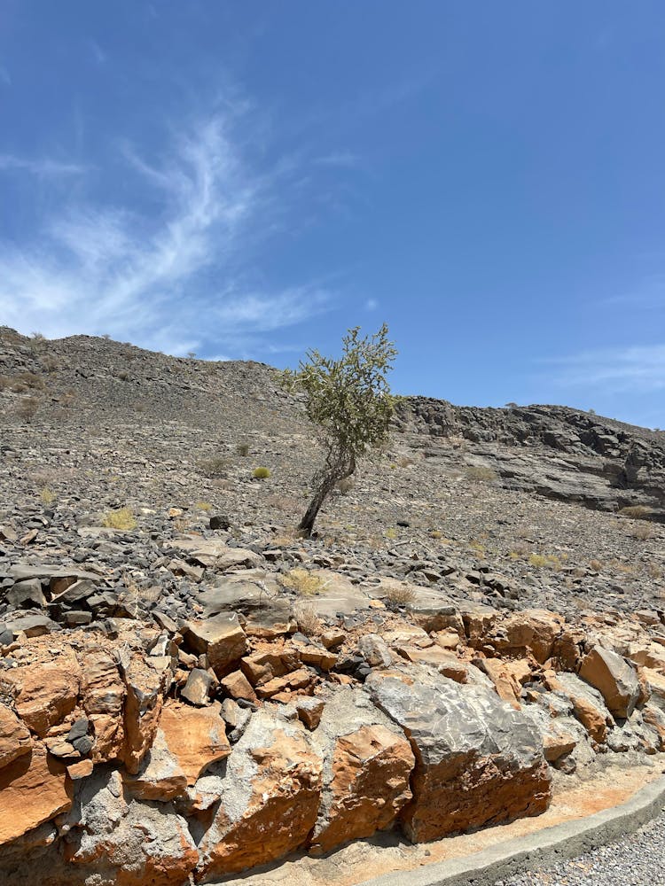 Tree Growing On Rocky Desert By Road