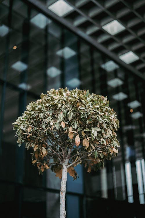 Close-up of a Tree Growing in the City 