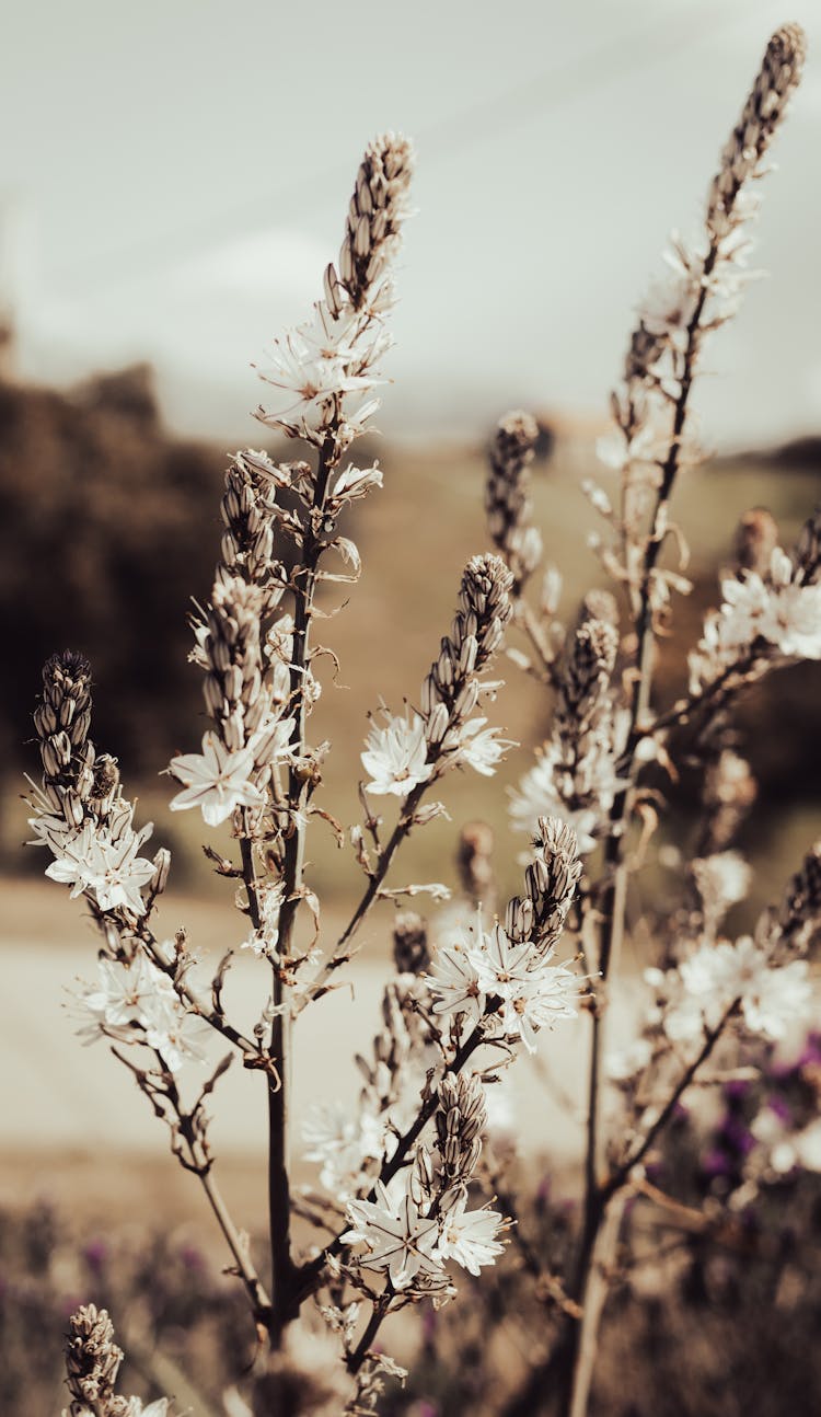 Dry Plant On A Field 