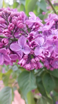 Detailed close-up of blooming purple lilac flowers with green leaves in a natural setting.