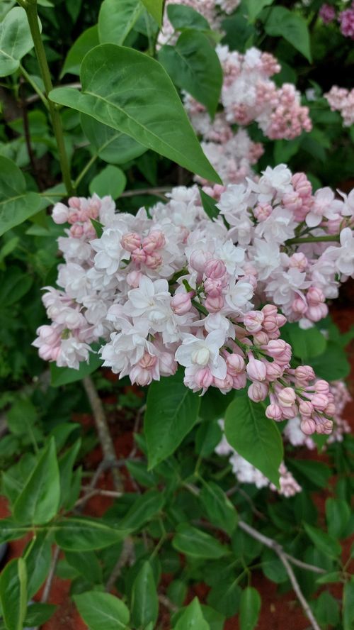 Free Close-up of lilac flowers in bloom showcasing their delicate pink and white petals. Stock Photo