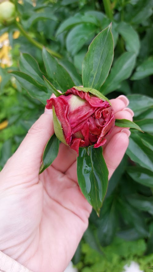 Flower in Woman Hand