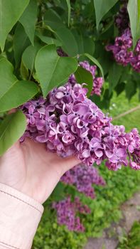A hand gently holding a vibrant lilac branch outdoors in springtime.