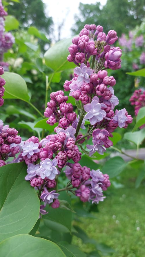 Close-up of Dark Purple Lilac