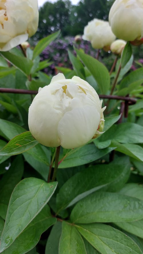  A White Flower Bud on a Green Leafy Stem