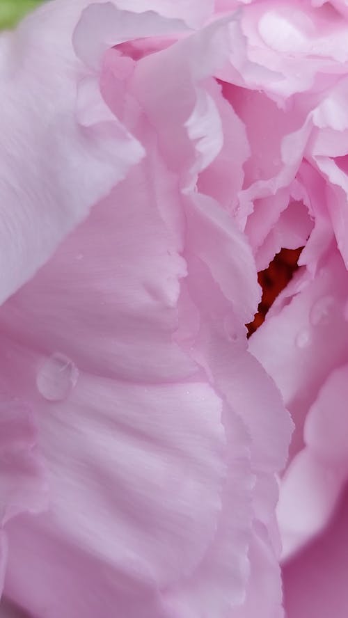 A Pink Flower with Raindrops in Macro Shot