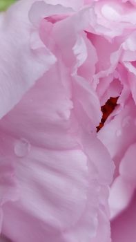 Macro photograph of delicate pink peony petals adorned with dew droplets, showcasing natural beauty.