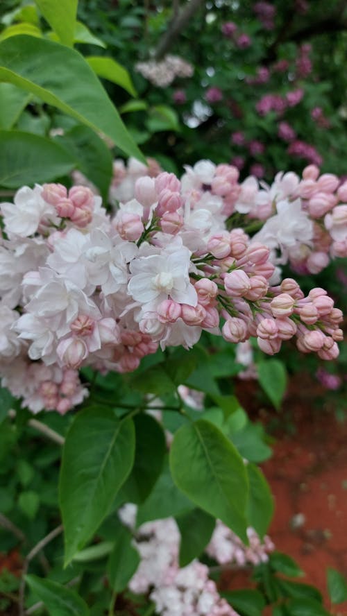 White Flowers and Pink Flower Buds on a Tree with Green Leaves