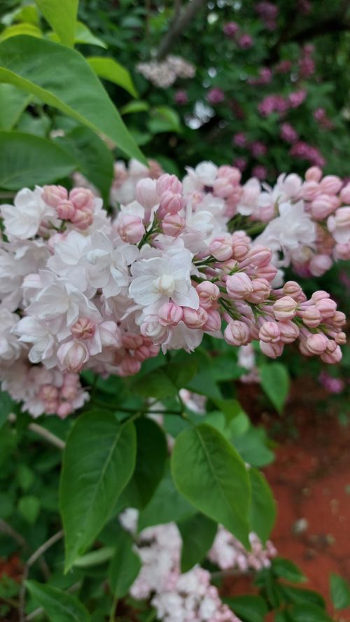 Free Close-up of pink and white lilac flowers blooming in a lush spring garden. Stock Photo