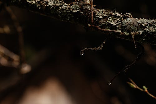 Brown Tree Branch With Water Droplets