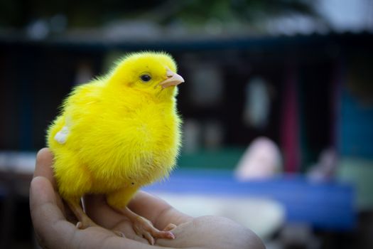 Cute yellow chick sitting in a person's hand, showcasing vibrant feathers and tiny features.