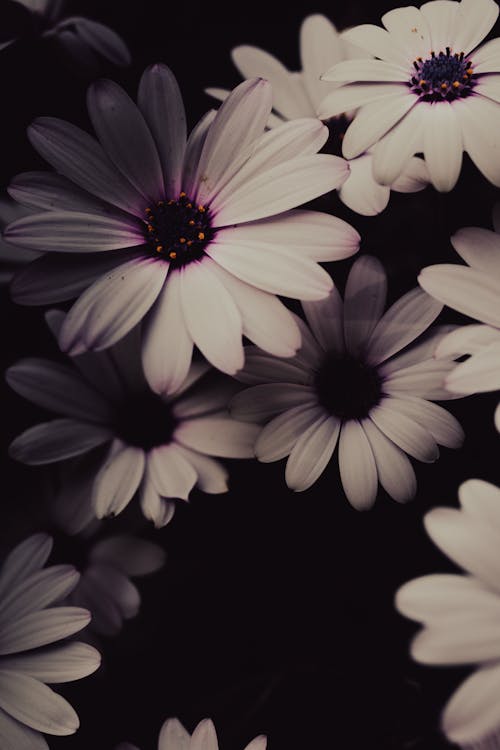 African Daisy Flowers in Bloom 