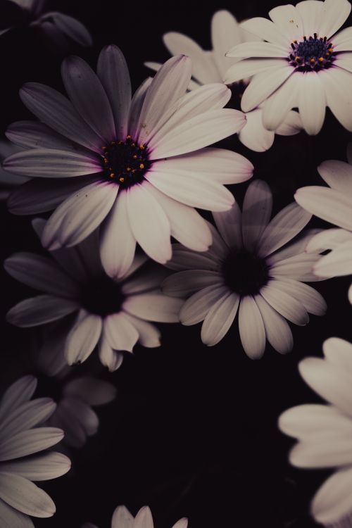 Free Artistic close-up of African daisies with dark background emphasizing petals. Stock Photo