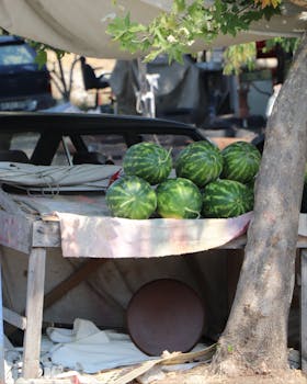 Pile of ripe watermelons displayed on a rustic market stall under a tree.