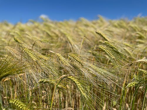 Foto profissional grátis de agricultura, área, cevada