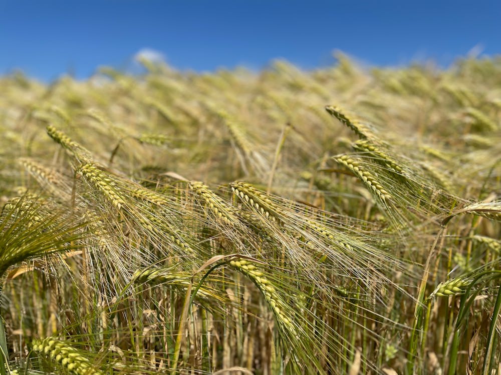 Green Barley in the Field