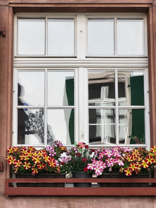 Flowers Near White Wooden Framed Glass Window