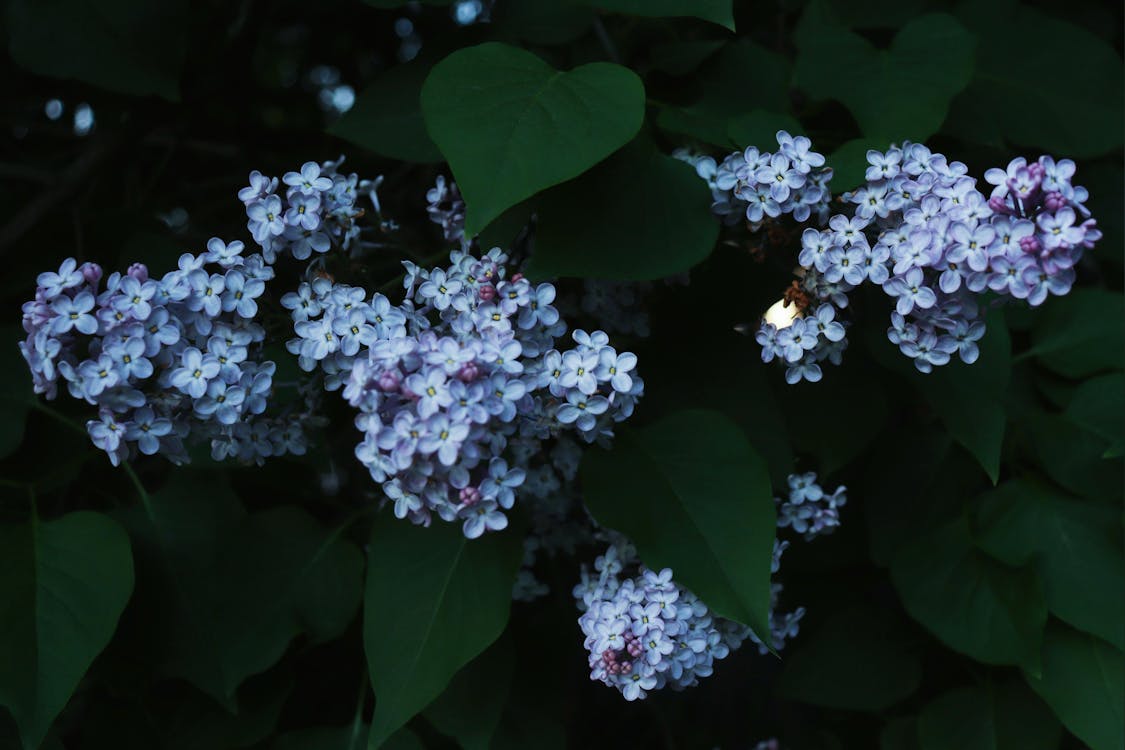 Free stock photo of blossoms, lilac, nature