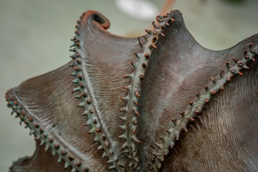 Intricate close-up of a shell's textured surface and spikes, highlighting natural patterns.