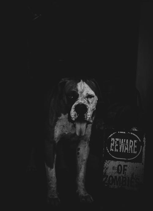 Black and White Photo of Dog With Tongue Out 