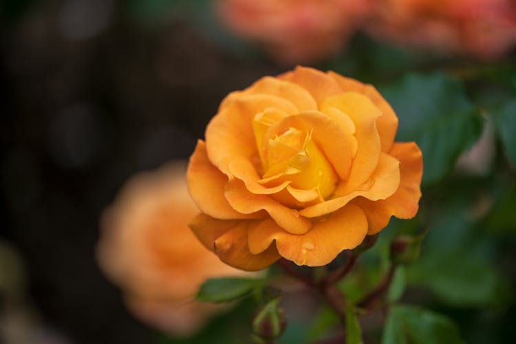 Close-up Of An Orange Rose 