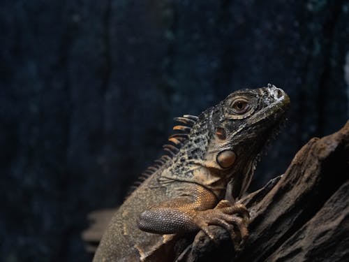 A Green Iguana on Close-up Shot