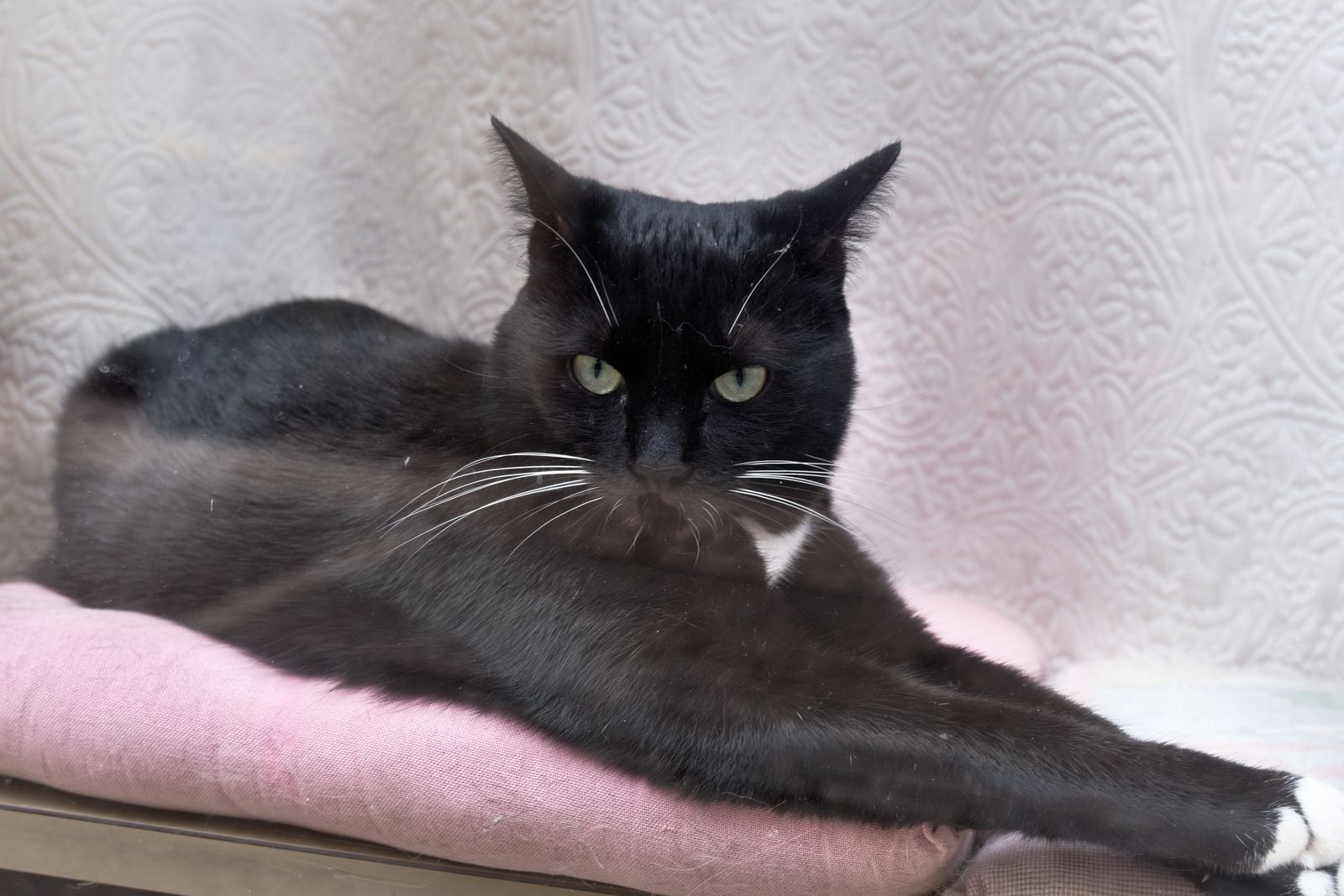 Chat noir, vitrine d'espoir