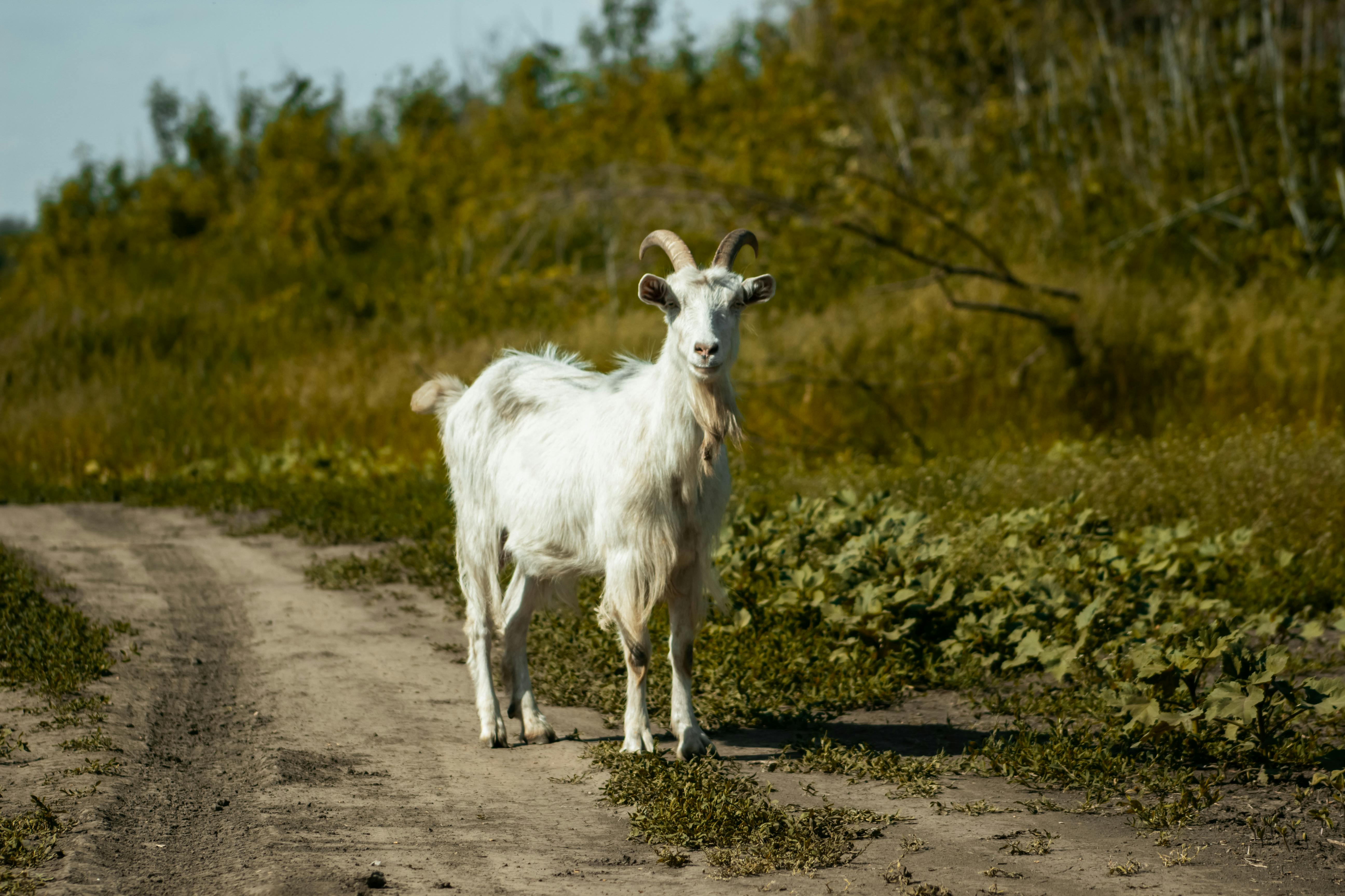 Goat on Dirt Road · Free Stock Photo