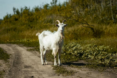 Photos gratuites de animal, campagne, chemin de terre